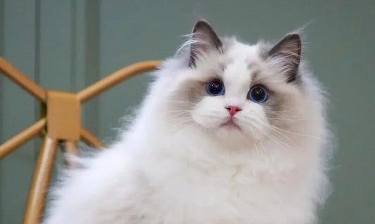 Why Is My Cat Peeing Outside the Litter Box?