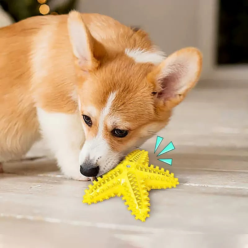 066 Starfish Squeaky Dog Toy