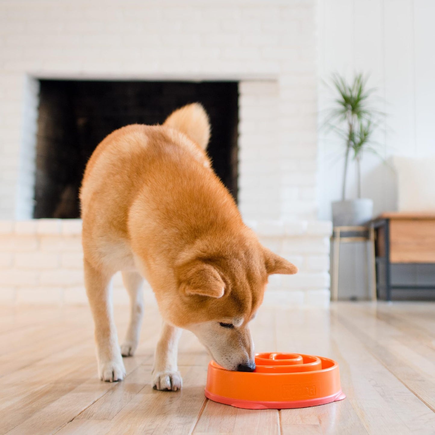 096 Slow Feeder Pet Bowl