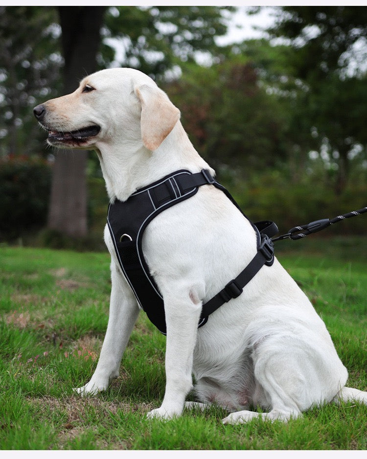 Hit the Trail Together: Your Essential Dog Hiking Kit