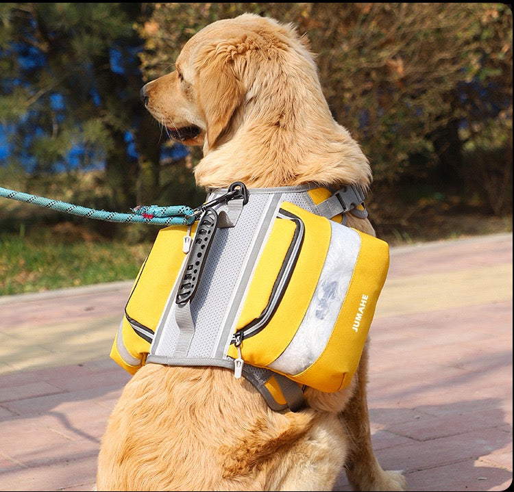 Hit the Trail Together: Your Essential Dog Hiking Kit