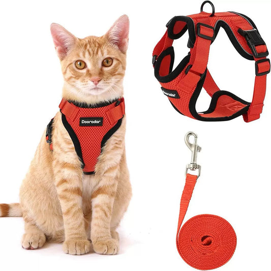 Hit the Trail with Your Cat: The Ultimate Adventure Cat Starter Kit